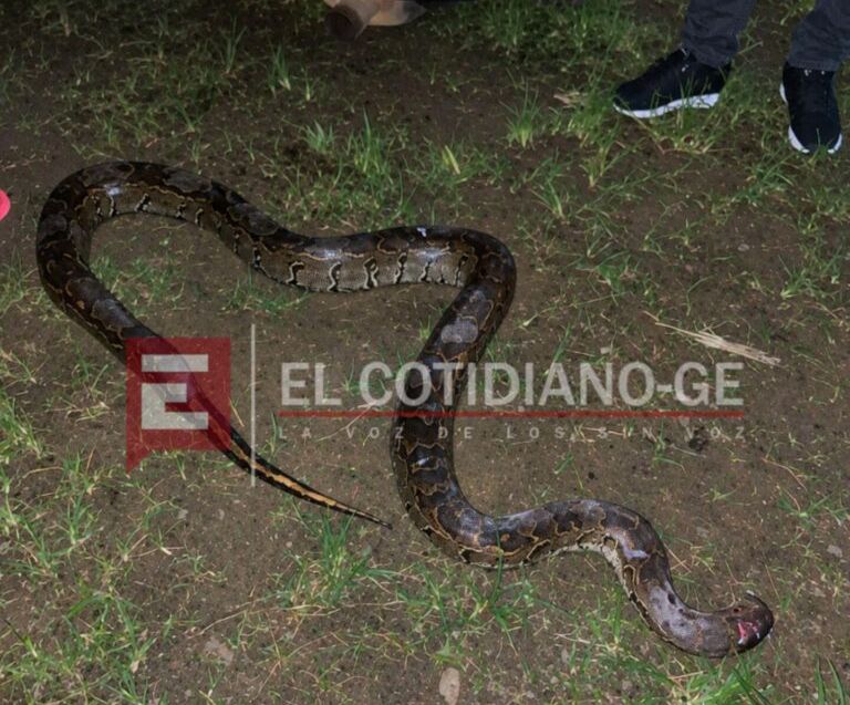 Una gigantesca pitón escondida entre escombros siembra el miedo en Banapá